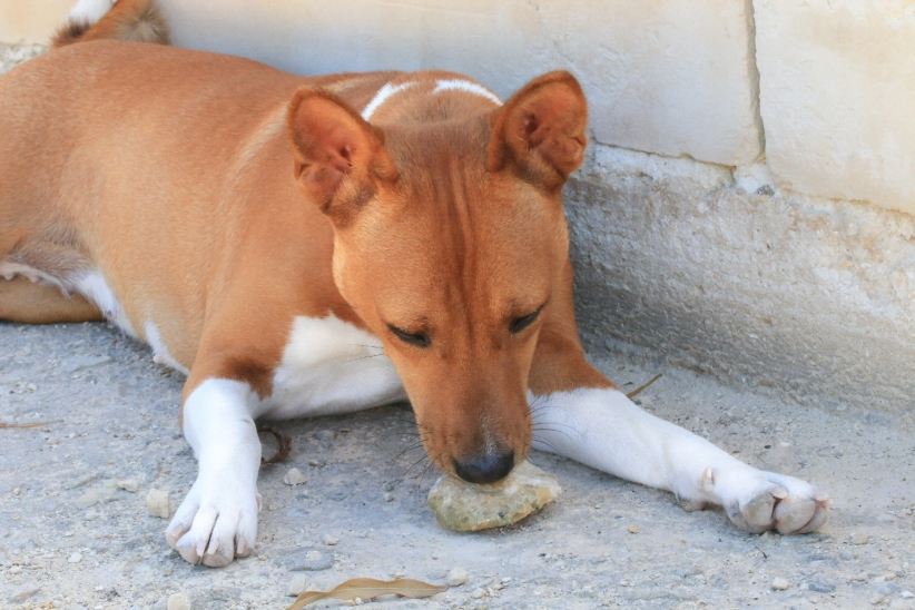 I don't know why but Fanny has always enjoyed chew on stones and I have noticed that's a commmon habit even in other dogs.